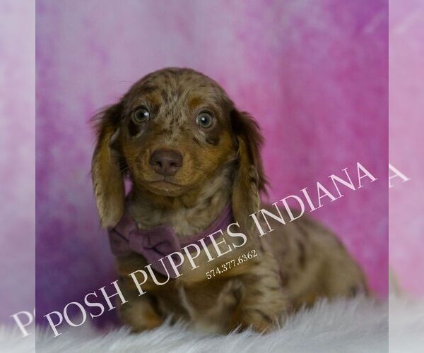 Medium Photo #5 Dachshund Puppy For Sale in WARSAW, IN, USA