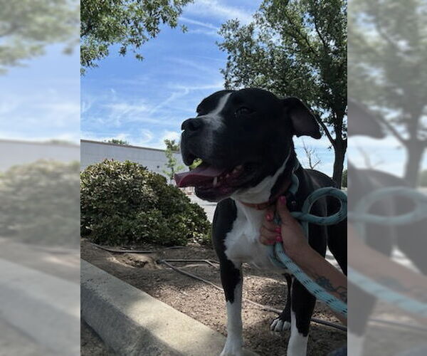 Medium Photo #1 American Pit Bull Terrier-Unknown Mix Puppy For Sale in Visalia, CA, USA