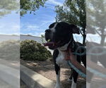 Small American Pit Bull Terrier Mix