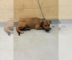 Mutt Dogs for adoption in Tulsa, OK, USA