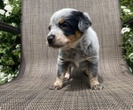 Small #2 Australian Cattle Dog