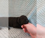 Small Photo #43 Poodle (Standard) Puppy For Sale in CLAYTON, WA, USA