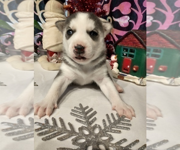 Medium Photo #8 Siberian Husky Puppy For Sale in DANBY, VT, USA