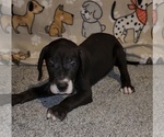 Small #1 Great Dane