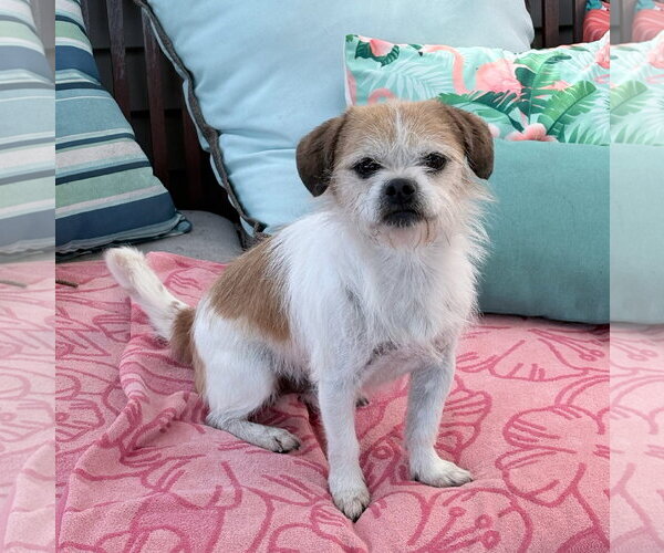 Medium Photo #3 Border Terrier-Unknown Mix Puppy For Sale in Newport Beach, CA, USA