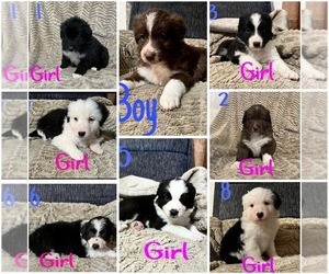 Border-Aussie Puppy for sale in ROCHESTER, WA, USA