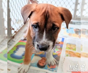 Retriever -Unknown Mix Dogs for adoption in Washington, DC, USA