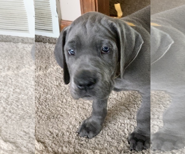 Medium Photo #2 Great Dane Puppy For Sale in ROAMING SHORES, OH, USA