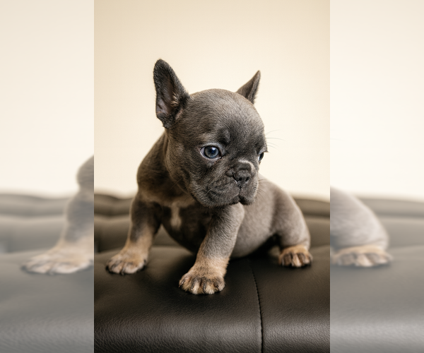 Medium Photo #5 French Bulldog Puppy For Sale in ATLANTA, GA, USA