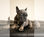 Small #4 French Bulldog