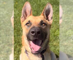 German Shepherd Dog Dogs for adoption in Woodland, CA, USA