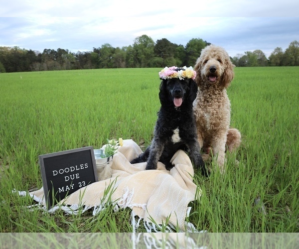 Medium Photo #1 Goldendoodle Puppy For Sale in LUSBY, MD, USA