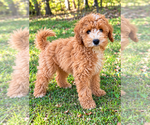 Tate - Male Cavapoo (Miniature) Puppy for Sale - Photo #5
