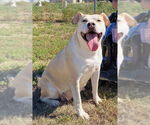Small #5 American Pit Bull Terrier Mix