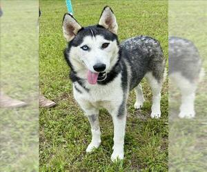 Siberian Husky Dogs for adoption in Conroe, TX, USA