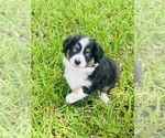 Puppy Puppy 3 Miniature Australian Shepherd