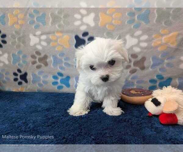 Medium Photo #13 Maltese Puppy For Sale in OCALA, FL, USA