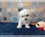 Small #12 Maltese