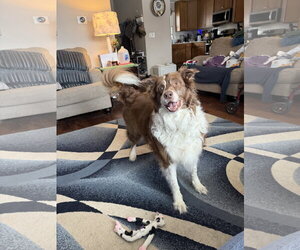 Border-Aussie Dogs for adoption in Princeton, MN, USA