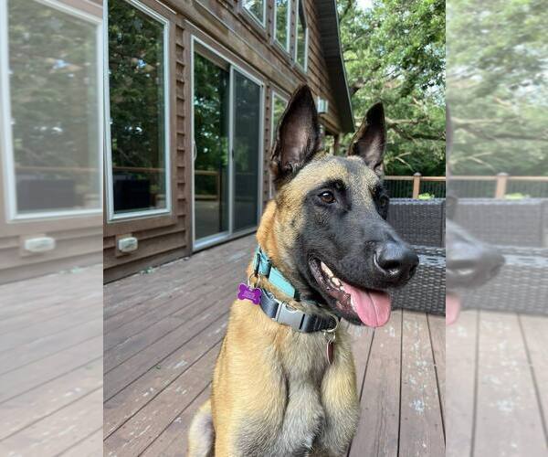 Medium Photo #8 Mutt Puppy For Sale in Imlay City, MI, USA
