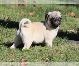 Pug Puppy for Sale in WINNSBORO, Texas USA