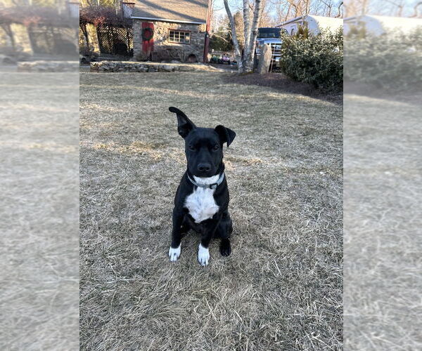 Medium Photo #6 Boston Terrier-Unknown Mix Puppy For Sale in Brewster, NY, USA