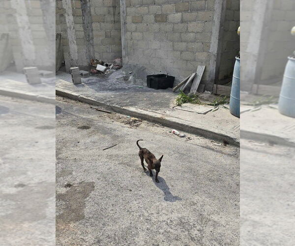 Medium Photo #4 Chihuahua-Unknown Mix Puppy For Sale in New York, NY, USA