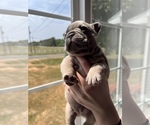 Small Photo #3 French Bulldog Puppy For Sale in HUDSONVILLE, MI, USA