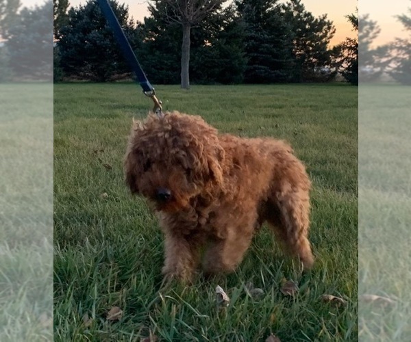 Medium Photo #1 Goldendoodle (Miniature) Puppy For Sale in HULL, IA, USA