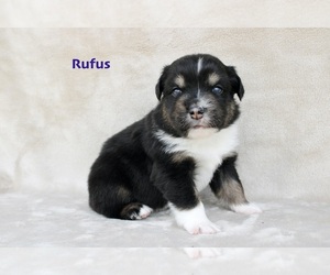 Medium Miniature Australian Shepherd