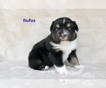 Puppy Rufus Miniature Australian Shepherd