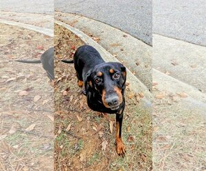 Black and Tan Coonhound-Unknown Mix Dogs for adoption in columbia, SC, USA