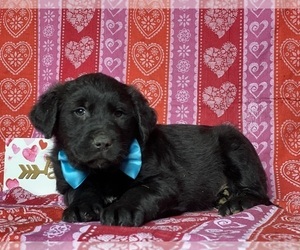 Anatolian Shepherd-Golden Retriever Mix Puppy for sale in LANCASTER, PA, USA
