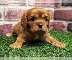 Cavalier King Charles Spaniel Puppy for sale in CLARK, MO, USA