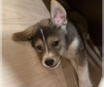 Small #1 Huskimo