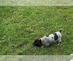 Puppy 7 German Shorthaired Pointer