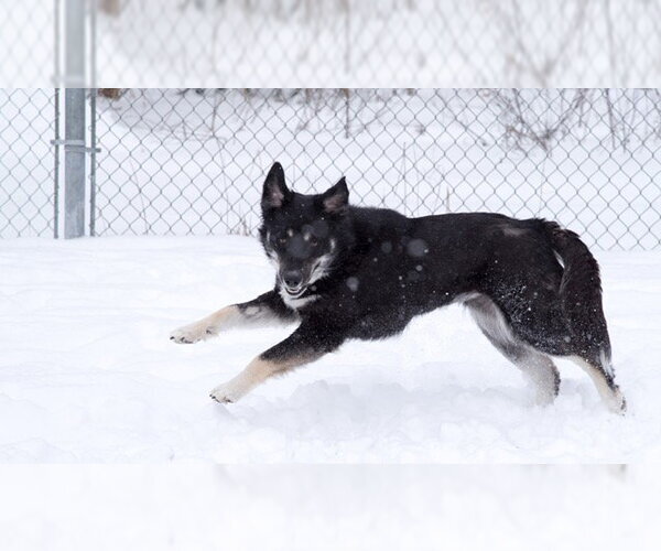 Medium Photo #8 Siberian Husky-Unknown Mix Puppy For Sale in Webster, WI, USA