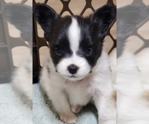 Papillon Puppy for sale in PLANO, TX, USA