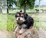 Small #6 Morkie