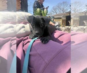 Mutt Dogs for adoption in Woodbury, NY, USA