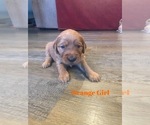 Small Photo #6 Golden Retriever Puppy For Sale in GIRARD, KS, USA