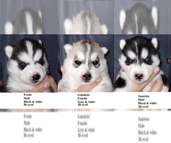 Medium Photo #1 Siberian Husky Puppy For Sale in KENNEWICK, WA, USA