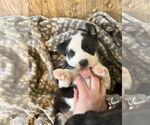 Small #4 Mutt