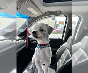 Brantley - Male Pekingese-Unknown Mix Dog for Adoption - Photo #3