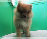 Puppy 5 Pomeranian