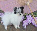 Small #4 Pomeranian