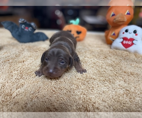 Medium Photo #6 Miniature Pinscher Puppy For Sale in PALATKA, FL, USA