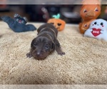 Small #5 Miniature Pinscher