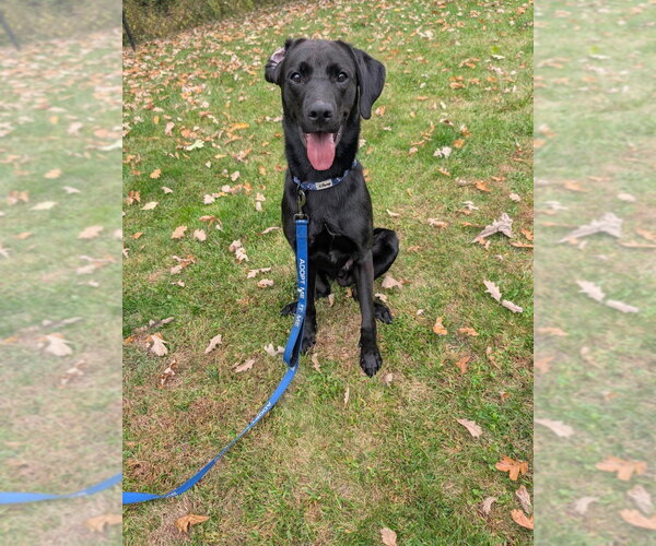 Medium Photo #4 Labrador Retriever Puppy For Sale in Gloversville, NY, USA