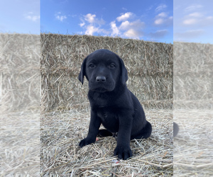 Labrador Retriever Puppy for Sale in STANLEY, New York USA